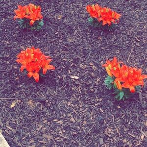 Meet your Posher, Cupcake